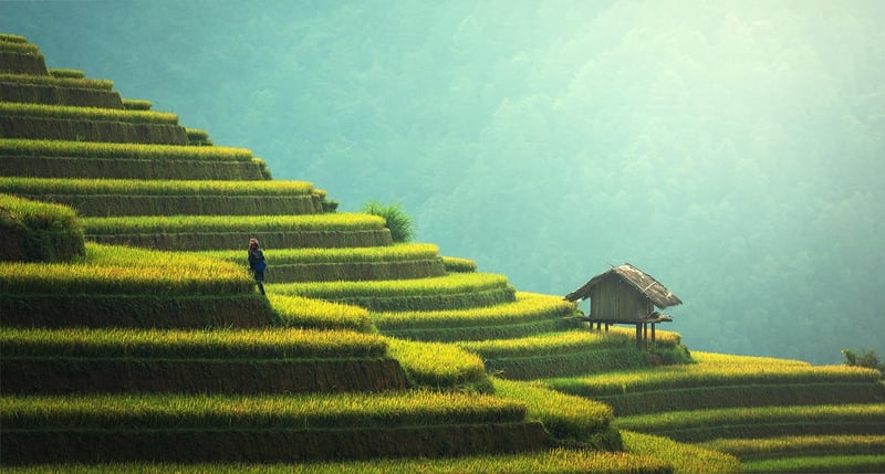 Sustainable Plant Schemes