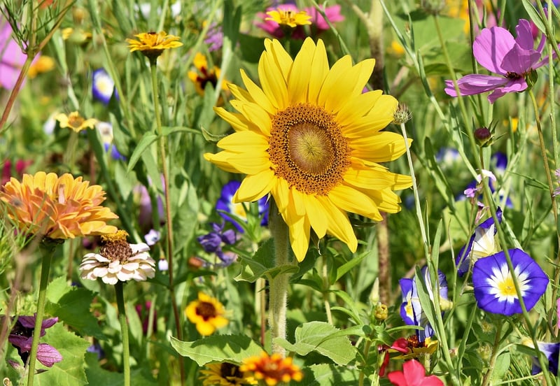 Child-friendly garden