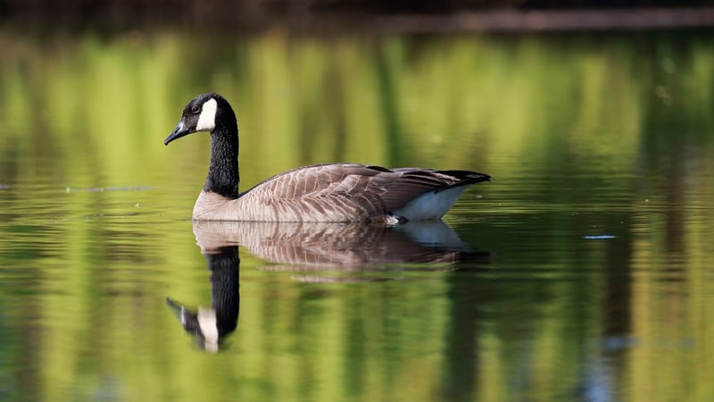 Tranquil Pond